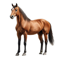 Obraz premium Horse