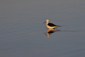 black-winged stilt