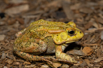 Obraz premium A beautiful Lemaire’s Toad (Sclerophrys lemairii) near the Barotse Floodplain, western Zambia
