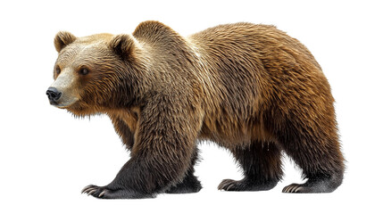 Obraz premium brown bear isolated on white png