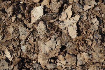 Fototapeta premium heap of decomposed cow dung