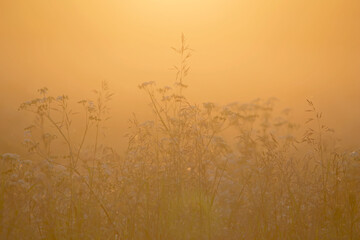 Obraz premium Meadow grasses in the backlight of sunset on a warm summer evening. Natural mixed herbs of northern Europe.