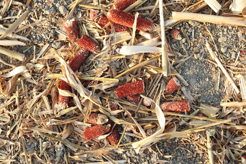 postharvest sunflower residues in the field