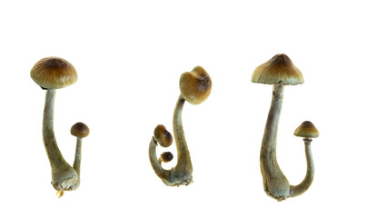 A set of fresh Golden Teacher mushrooms (Psilocybe cubensis) isolated on white.