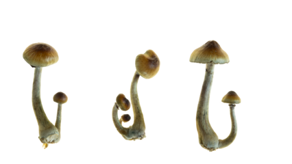 A set of fresh Golden Teacher mushrooms (Psilocybe cubensis) isolated on white.
