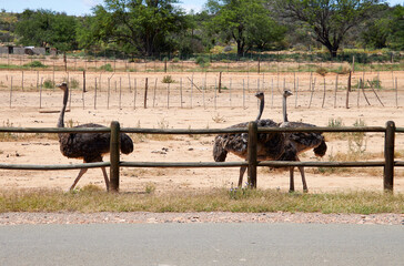 Eine Reise durch Südafrika. Straußenfarm