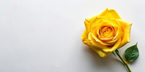 Fototapeta premium Top view of a single yellow rose button