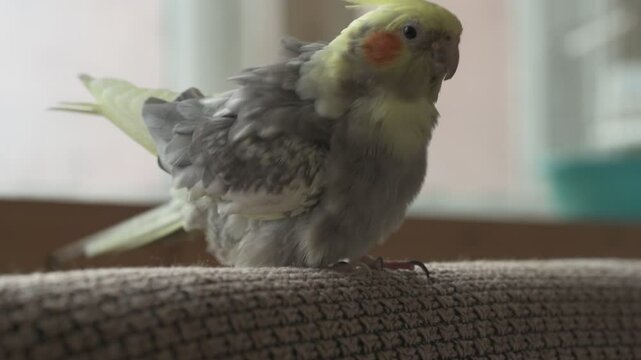 Funny cockatiel parrot, pet at home. Yellow gray cockatiel parrot flies around the apartment
