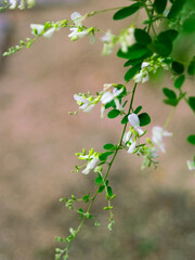 萩の花