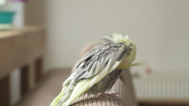 Funny cockatiel parrot, pet at home. Yellow gray cockatiel parrot flies around the apartment