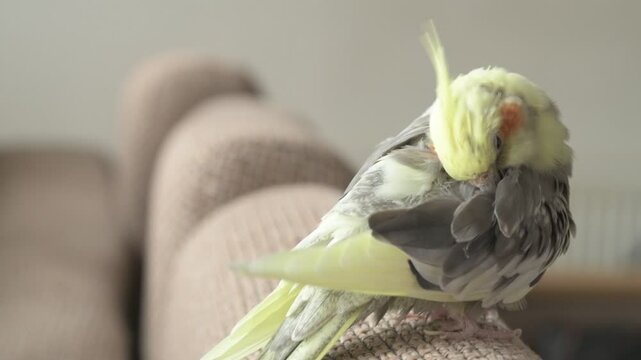 Funny cockatiel parrot, pet at home. Yellow gray cockatiel parrot flies around the apartment