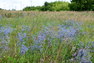 Fototapeta premium a field of eryngium flowers with a field of tall grass and trees in the background