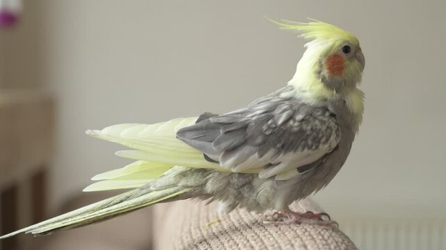 Funny cockatiel parrot, pet at home. Yellow gray cockatiel parrot flies around the apartment