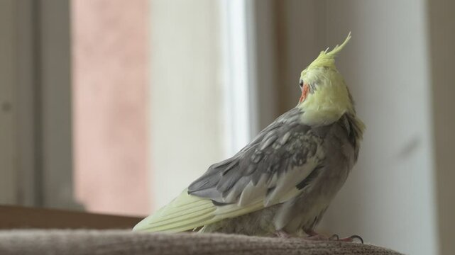 Funny cockatiel parrot, pet at home. Yellow gray cockatiel parrot flies around the apartment