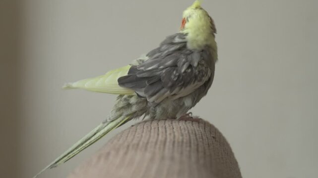 Funny cockatiel parrot, pet at home. Yellow gray cockatiel parrot flies around the apartment