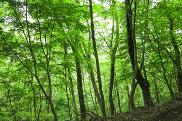 Obraz premium 新緑のブナ林