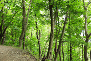 新緑のブナ林