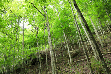 新緑のブナ林