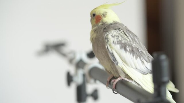 Funny cockatiel parrot, pet at home. Yellow gray cockatiel parrot flies around the apartment