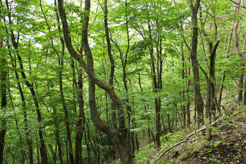 Obraz premium 新緑のブナ林