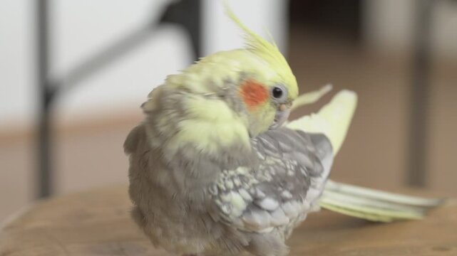 Funny cockatiel parrot, pet at home. Yellow gray cockatiel parrot flies around the apartment
