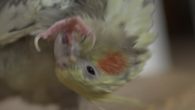 Funny cockatiel parrot, pet at home. Yellow gray cockatiel parrot flies around the apartment