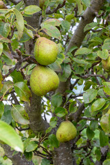 Close-up of three choke pears Pyrus Communis ripening on tree outdoors in garden