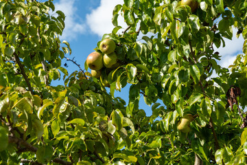 Choke pears Pyrus Communis tree with pears ripening outdoors in garden in sun in summer UK with blue sky