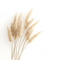 Elegant Bouquet of Wheat Stalks on Clean White Background