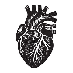 Hand-Drawn Anatomical Heart Vector Illustration in Black and White Engraved Woodcut Style