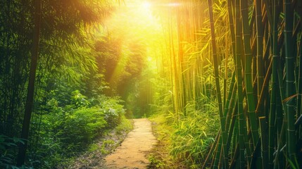Obraz premium Pathway through a bamboo forest with sunlight filtering through