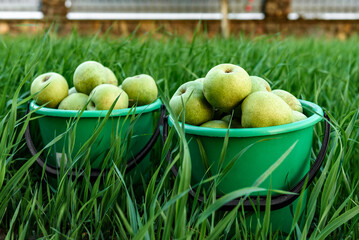 Ripe pears in buckets. Harvesting in the garden.