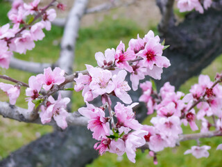 春の桃の花