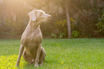 Beautiful weimaraner in the garden with sunshine on his face