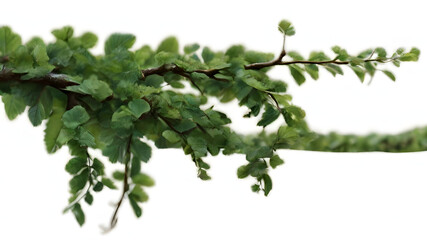 Obraz premium A tree branch with lots of green leaves