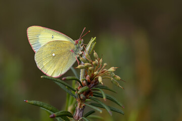 Moorland clouded yellow, Colias palaeno, yellow butterfly