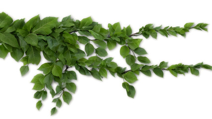 A tree branch with lots of green leaves