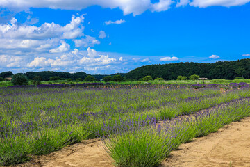 千葉県佐倉市】佐倉ラベンダーランドのラベンダー畑の風景