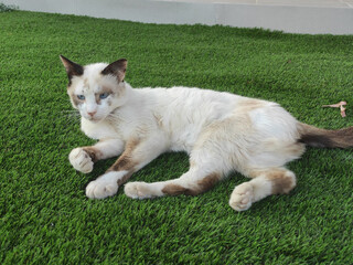 white cat on grass