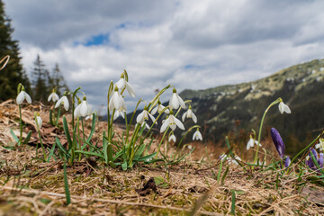 Spring landscape with the first flowers on the foreground in the mountains