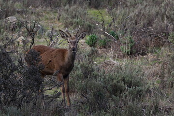 red deer