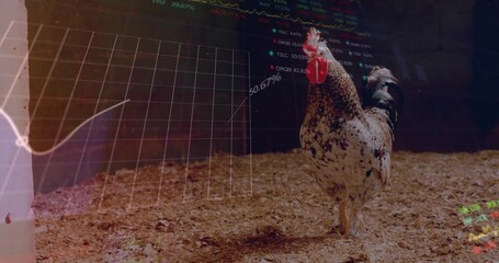 Animating stock market data over chicken in farm setting - Powered by Adobe