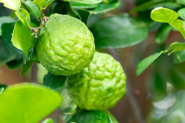 Fototapeta premium Bergamot, Fresh green bergamot fruit hanging from branch. bergamot tree garden and healthy food concept, group of bergamot,Bergamot medicinal plants with many