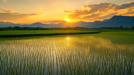 Serene sunset over lush green rice fields, reflecting the golden light in the water, with mountains silhouetted in the background.
