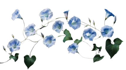 a cascading vine of morning glories with delicate details, Vivid Carnations, Radiant Carnations, Elegant Contrast, Carnation Symphony, Dynamic Harmony, , on a transparent backgrounds