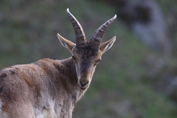 iberian ibex