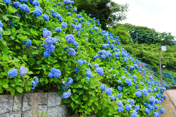 【千葉県印西市】満開の紫陽花が咲く公園の風景