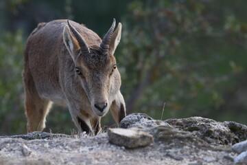 iberian ibex