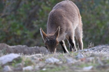 Fototapeta premium iberian ibex