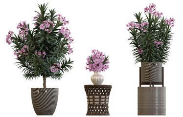 Plants in pots 3d render isolated png on a transparent background premium cutout 